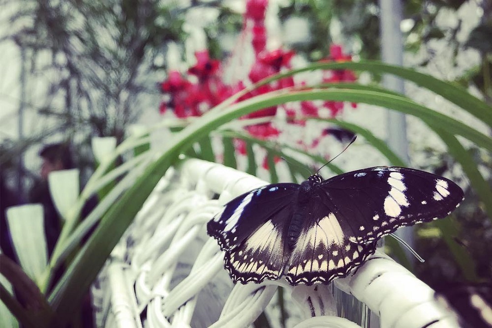 La Casa delle Farfalle: destinazione paradiso